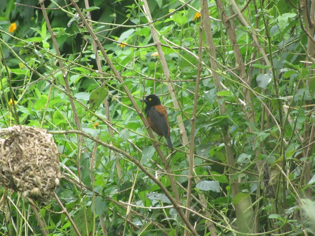 栗黑织雀(Ploceus castaneofuscus)