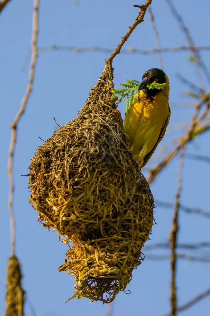 黑头织雀(Ploceus cucullatus)