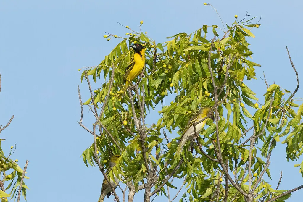 黑头织雀(Ploceus cucullatus)