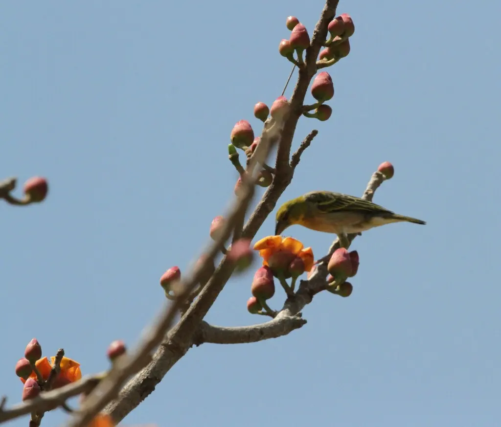 黑头织雀(Ploceus cucullatus)
