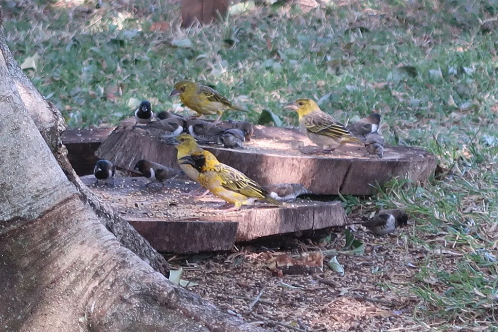 黑头织雀(Ploceus cucullatus)