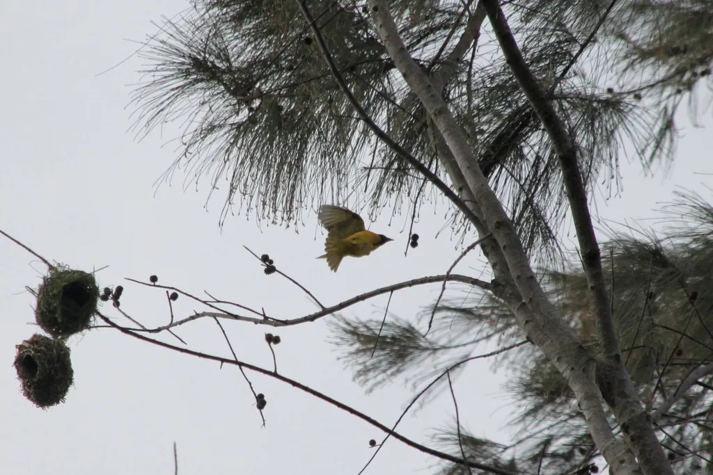 黑头织雀(Ploceus cucullatus)