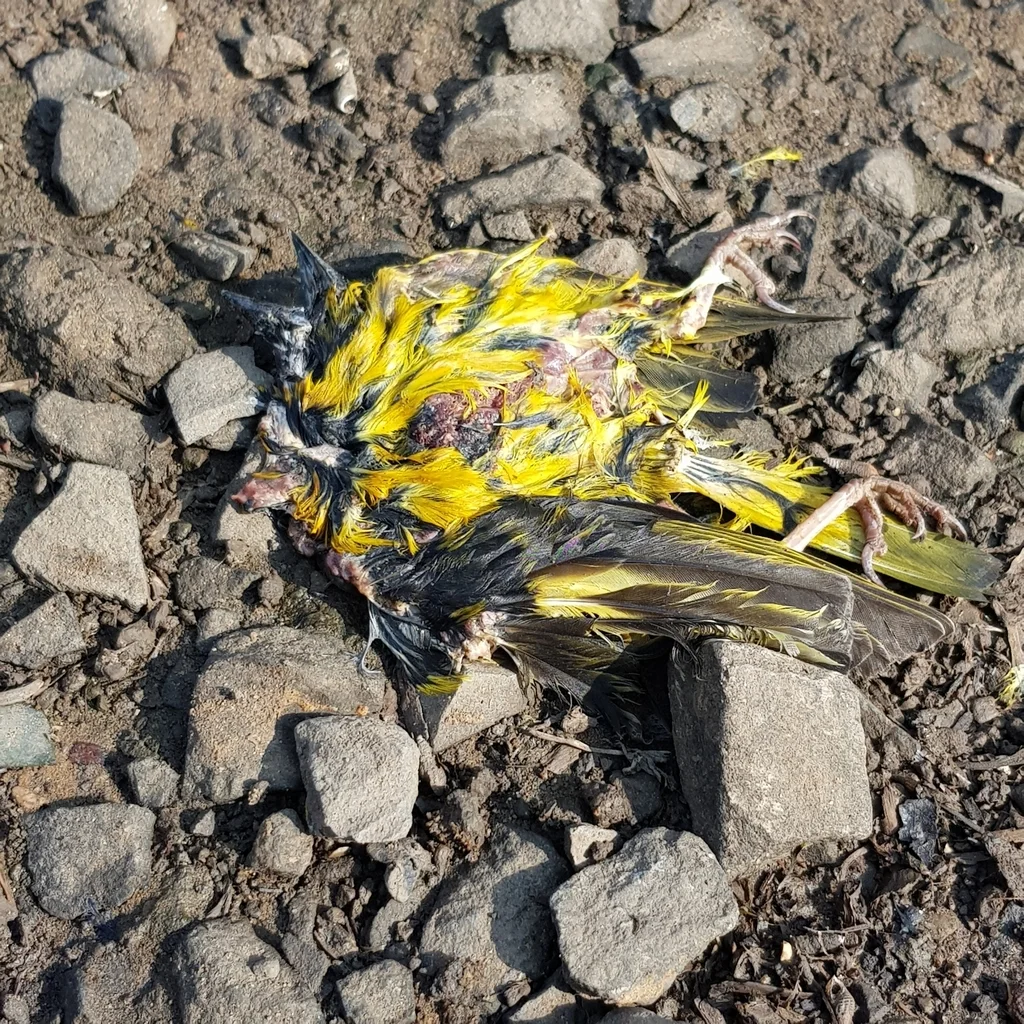 黑头织雀(Ploceus cucullatus)