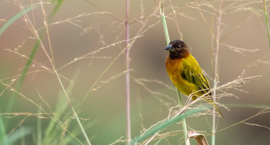 萨氏织雀(Ploceus dichrocephalus)