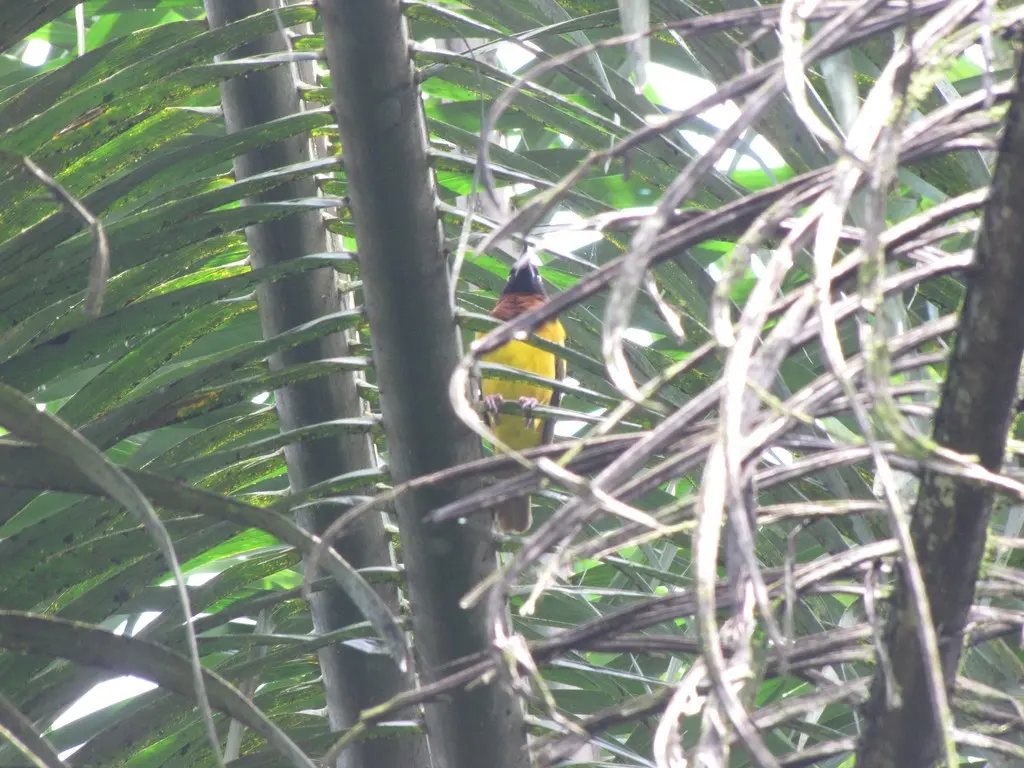 大织雀(Ploceus grandis)