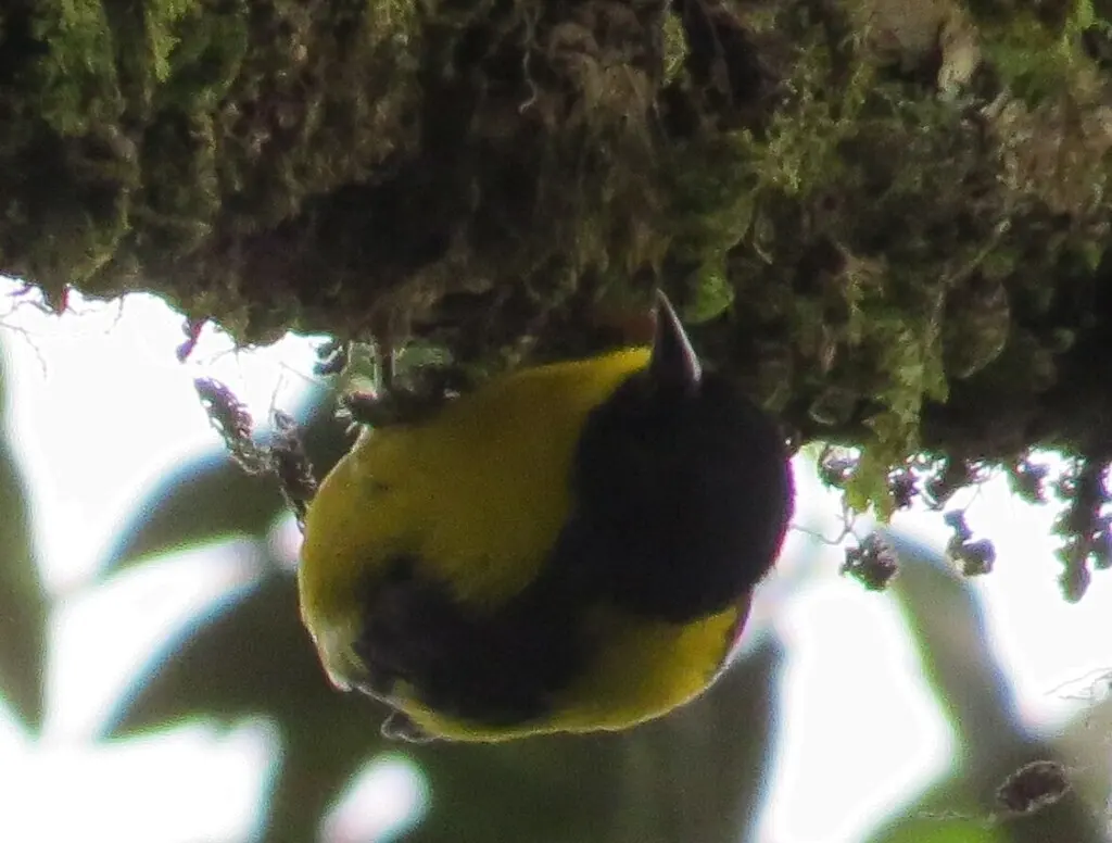 褐顶织雀(Ploceus insignis)
