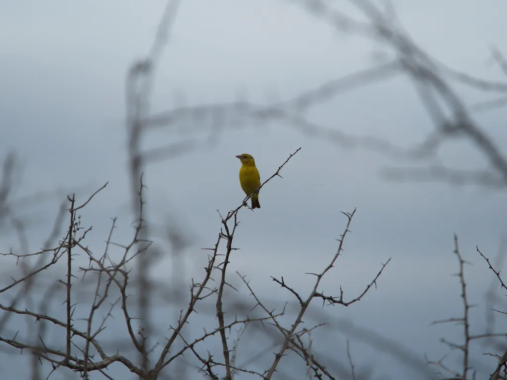 黑脸织雀(Ploceus intermedius)