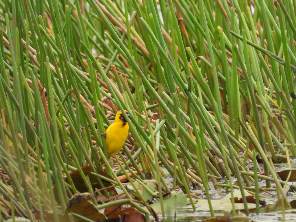 赞比亚黑额织雀(Ploceus katangae)