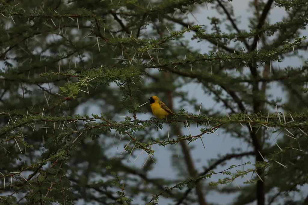 小织雀(Ploceus luteolus)
