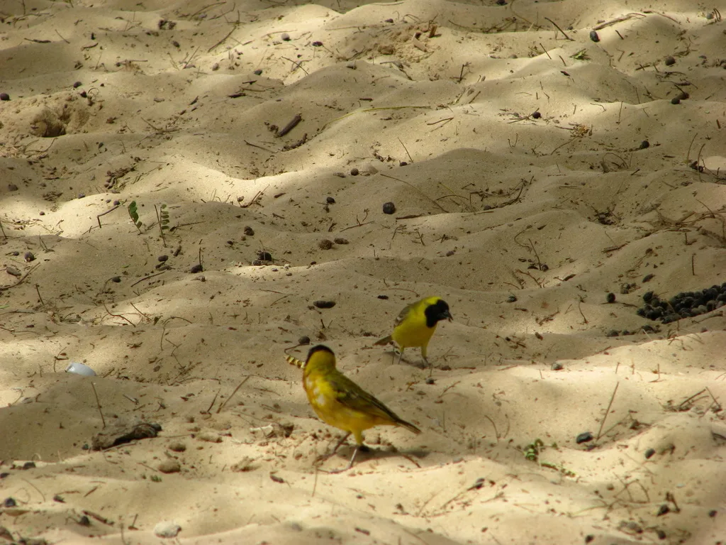 小织雀(Ploceus luteolus)