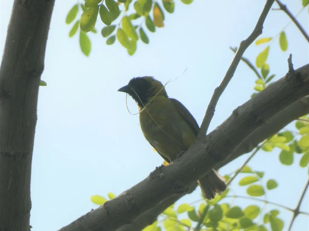 小织雀(Ploceus luteolus)