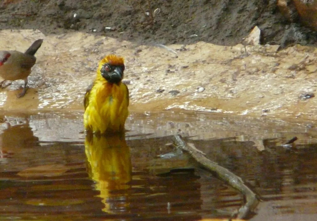 小织雀(Ploceus luteolus)