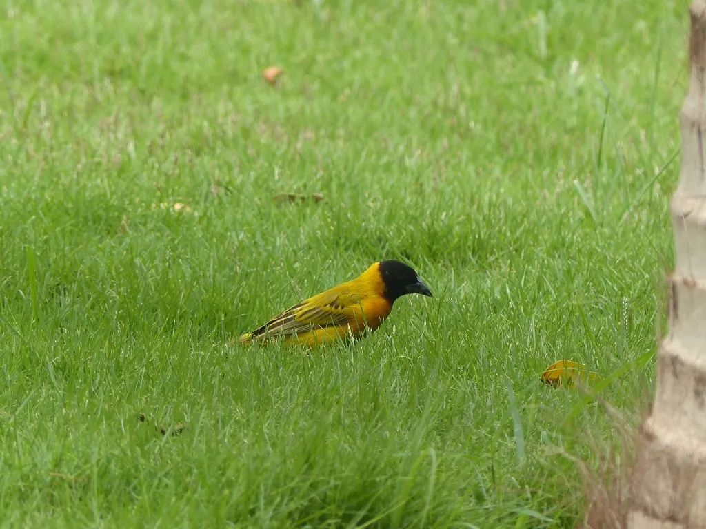 黑头黄背织雀(Ploceus melanocephalus)