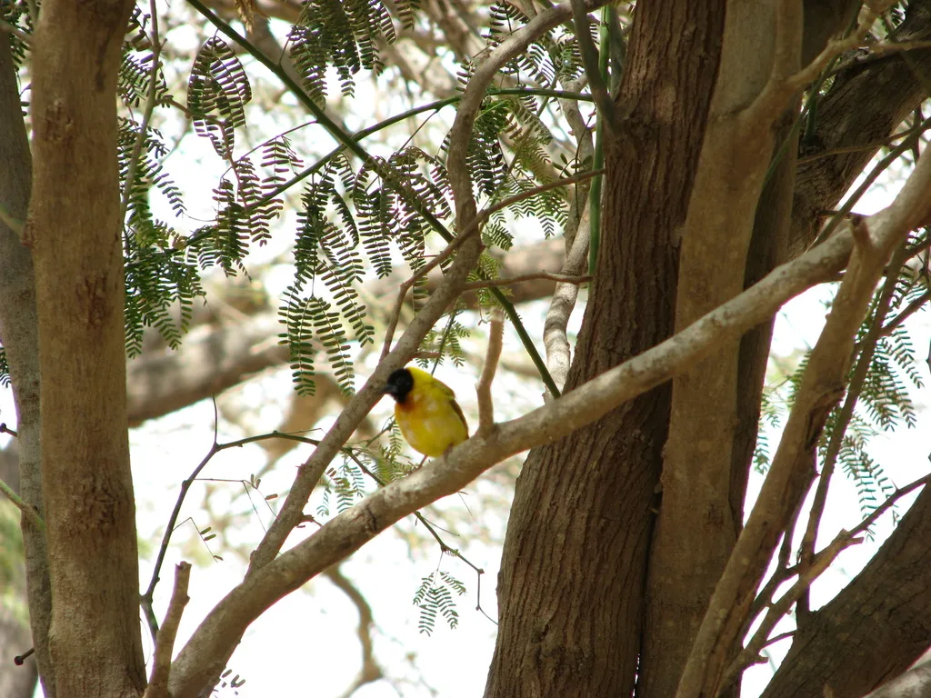 黑头黄背织雀(Ploceus melanocephalus)