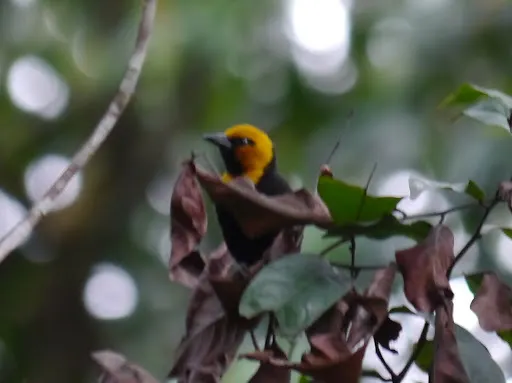黑腹山织雀(Ploceus melanogaster)