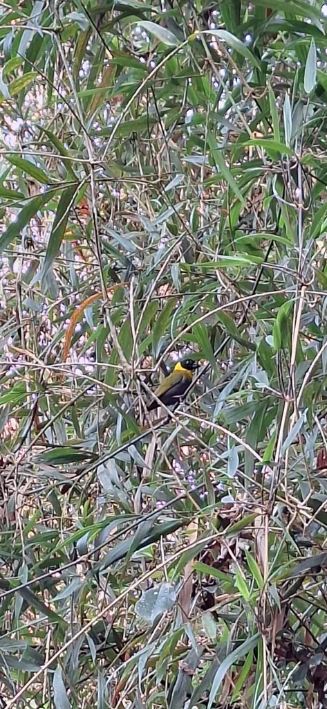 纳利织雀(Ploceus nelicourvi)