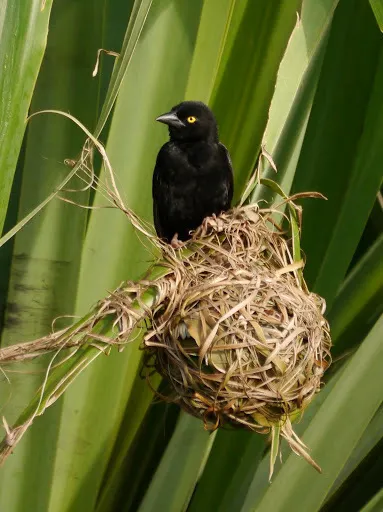大黑织雀(Ploceus nigerrimus)