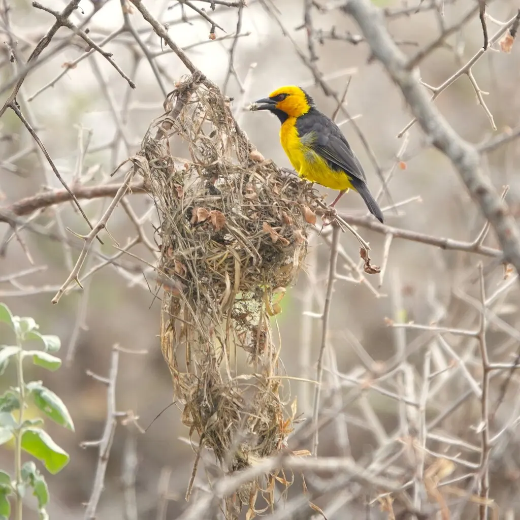 黑颈织雀(Ploceus nigricollis)