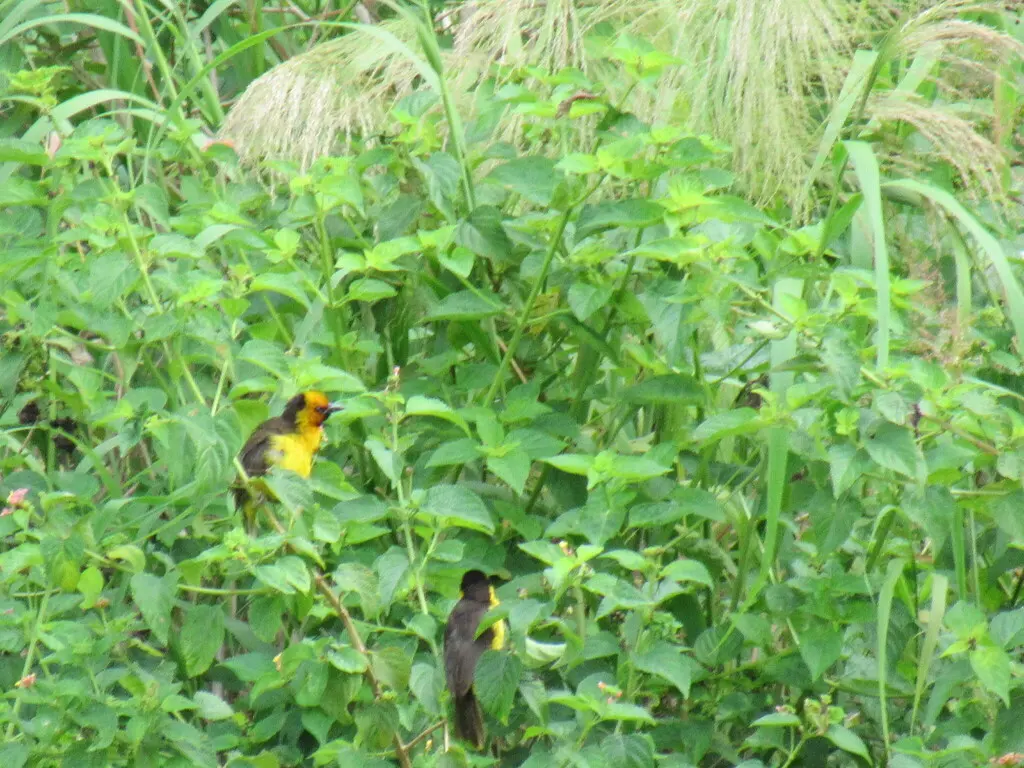 黑颈织雀(Ploceus nigricollis)