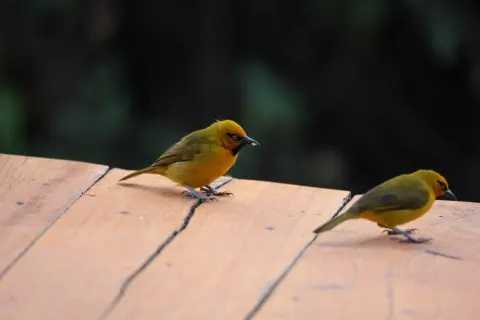 眼斑织雀