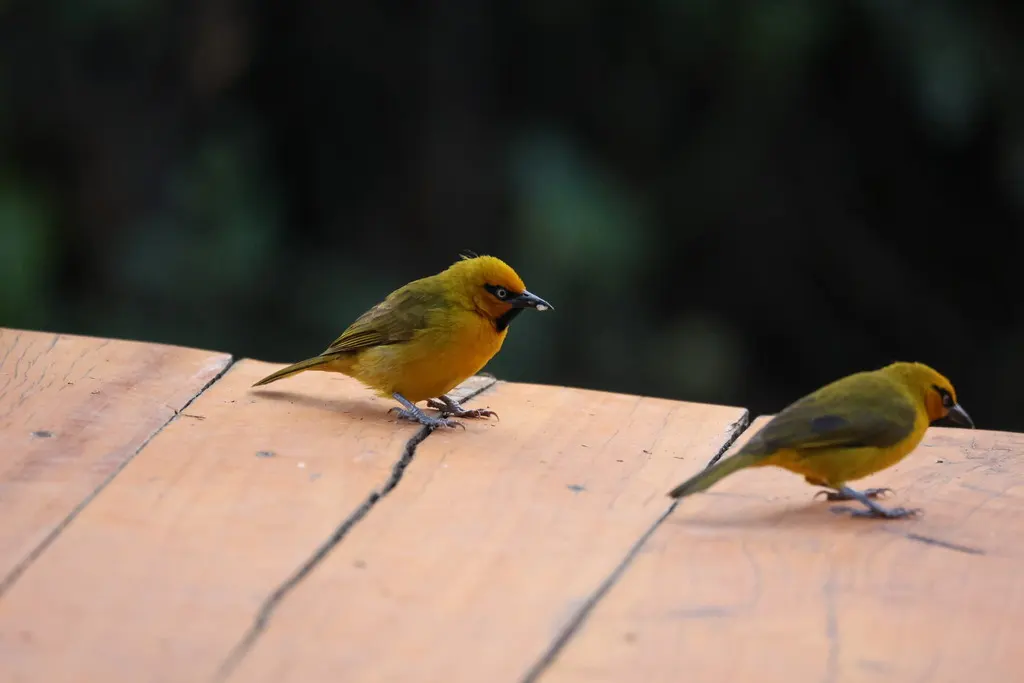 眼斑织雀(Ploceus ocularis)