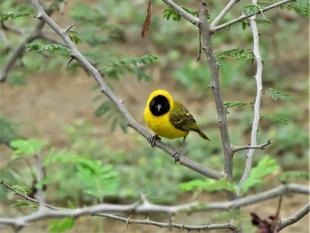 细嘴织雀(Ploceus pelzelni)
