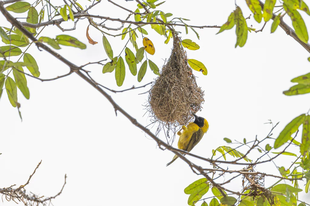 细嘴织雀(Ploceus pelzelni)