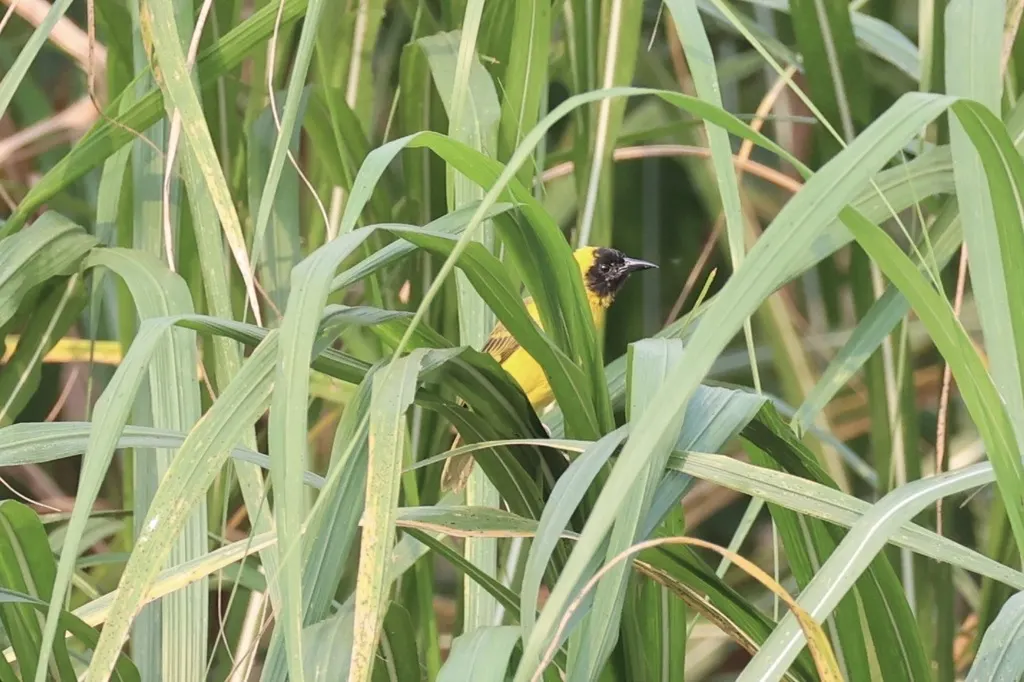 细嘴织雀(Ploceus pelzelni)