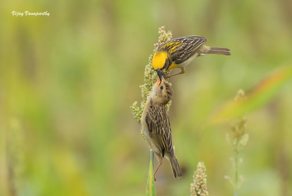 黄胸织雀(Ploceus philippinus)