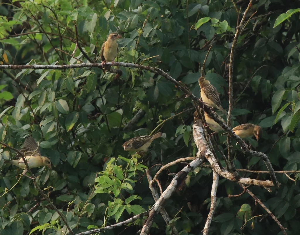 黄胸织雀(Ploceus philippinus)