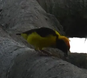 金背织雀(Ploceus preussi)