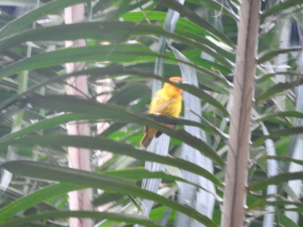 普岛金织雀(Ploceus princeps)