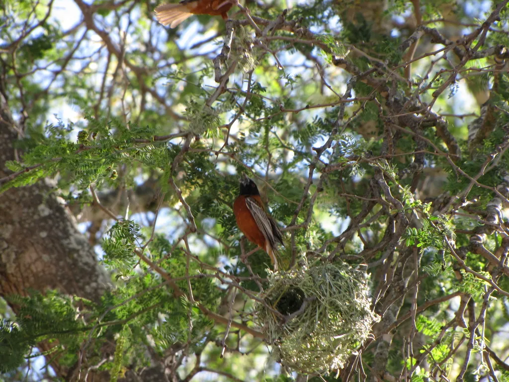 栗织雀(Ploceus rubiginosus)