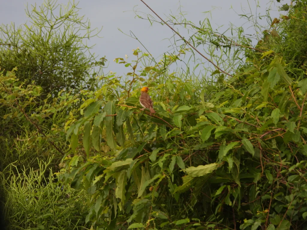 萨卡织雀(Ploceus sakalava)