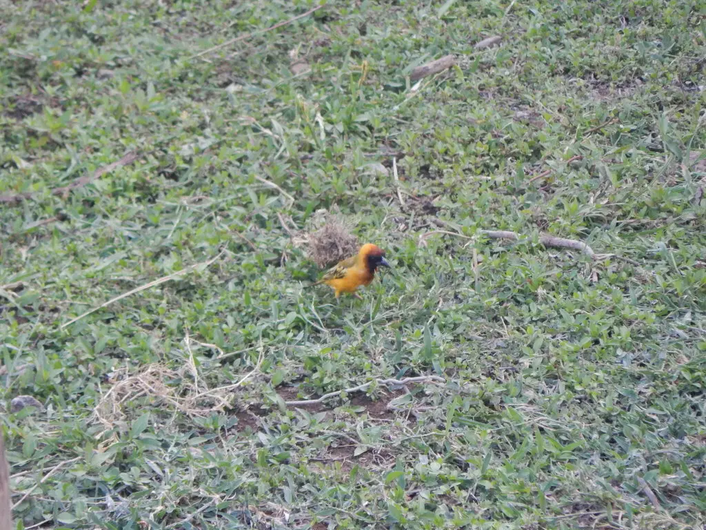 北非黑脸织雀(Ploceus taeniopterus)