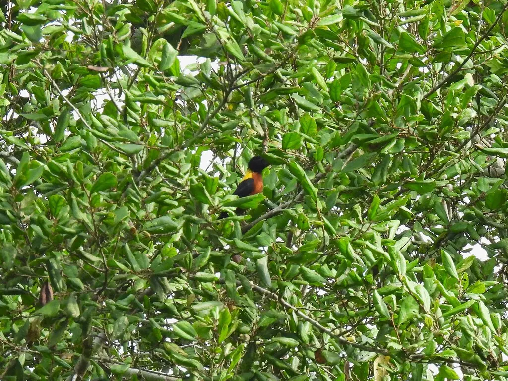 黄肩织雀(Ploceus tricolor)