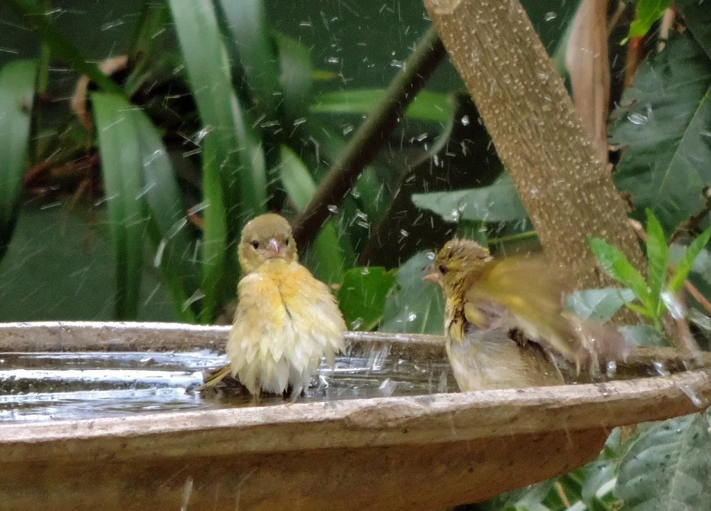 黑额织雀(Ploceus velatus)