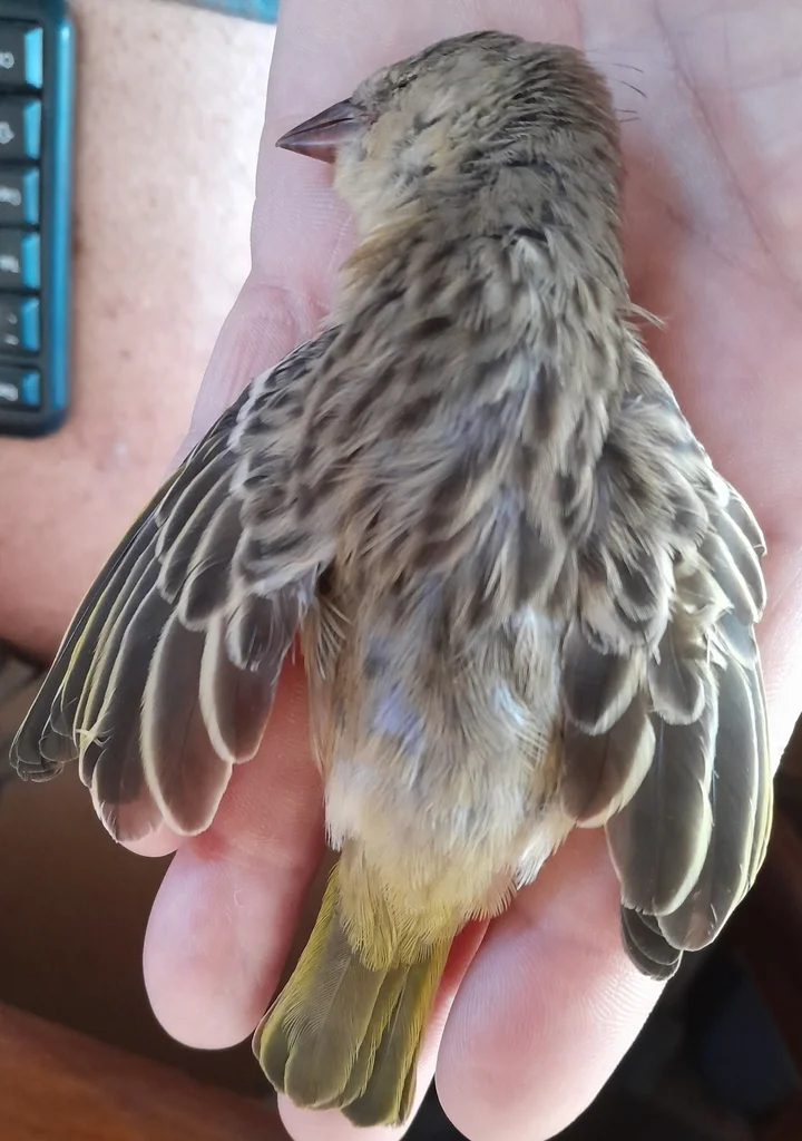 黑额织雀(Ploceus velatus)