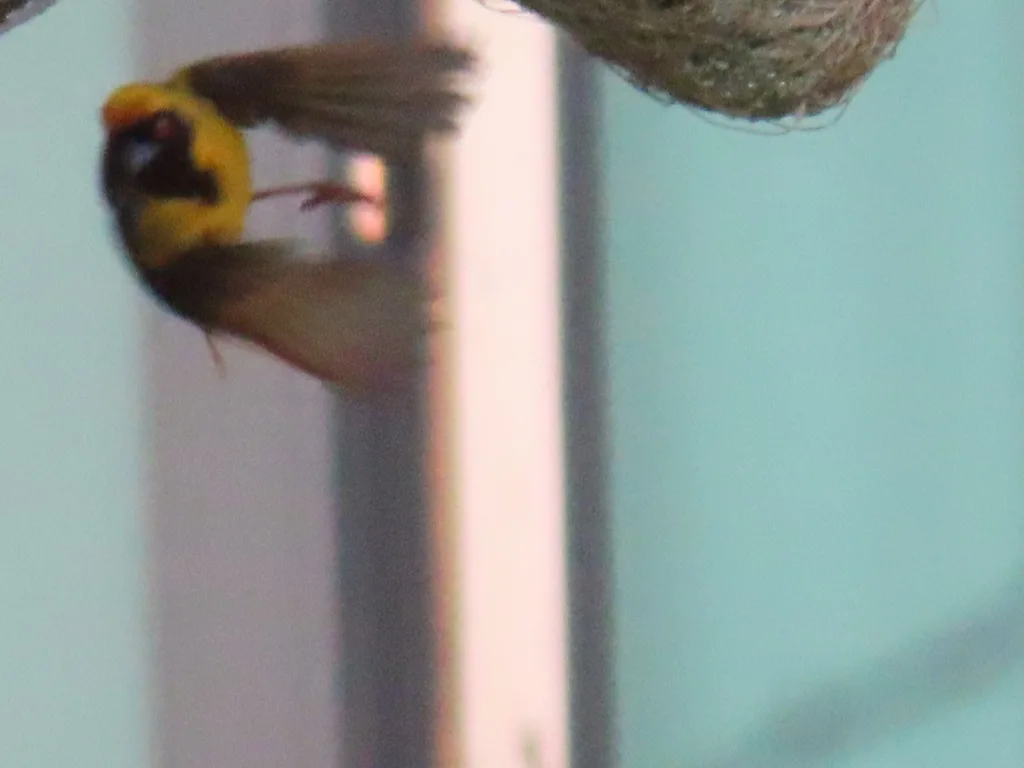 黑额织雀(Ploceus velatus)