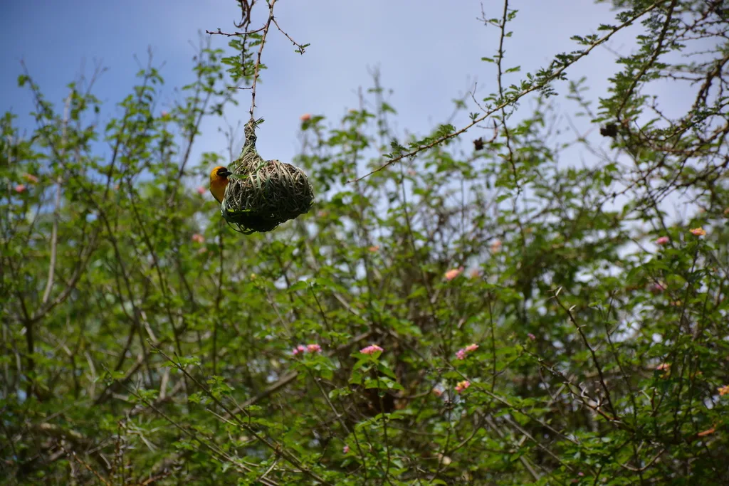 赤道黑额织雀(Ploceus vitellinus)