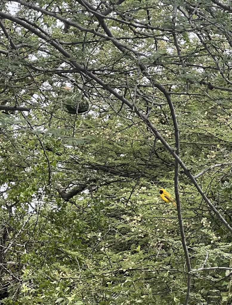 赤道黑额织雀(Ploceus vitellinus)