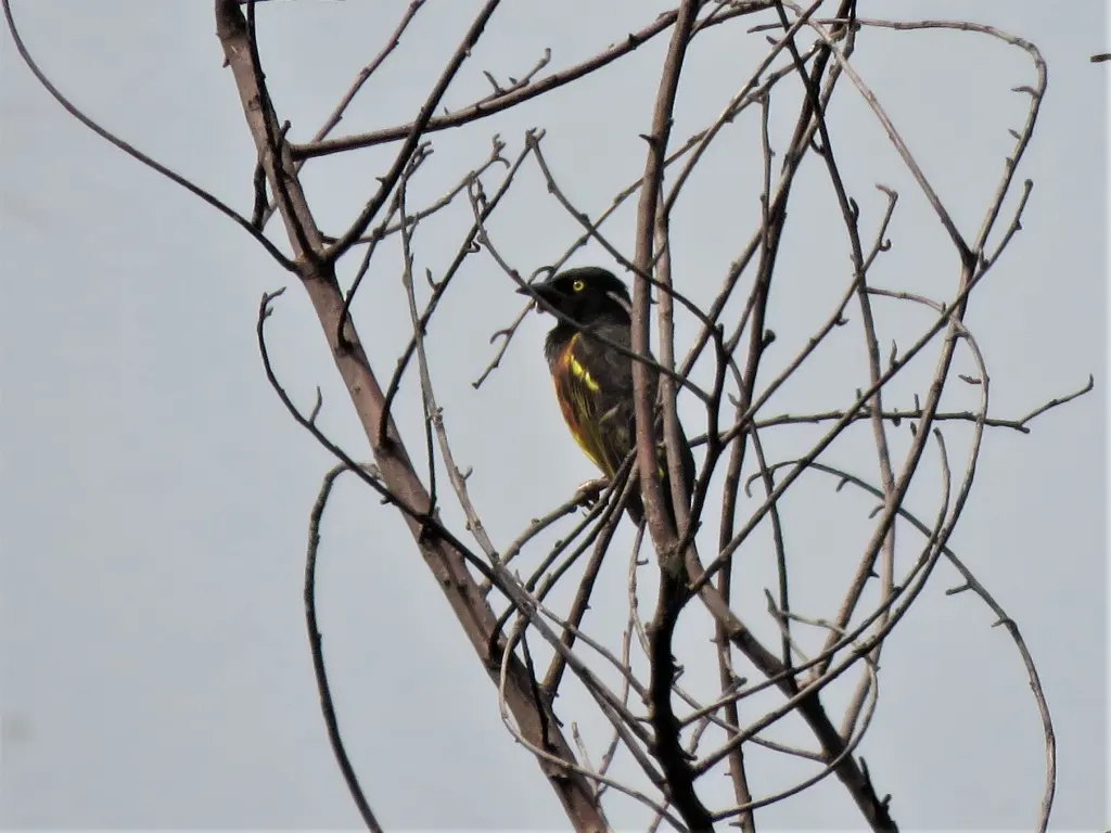 韦氏织雀(Ploceus weynsi)