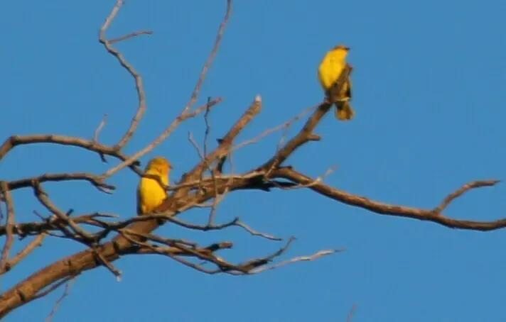 大金织雀(Ploceus xanthops)