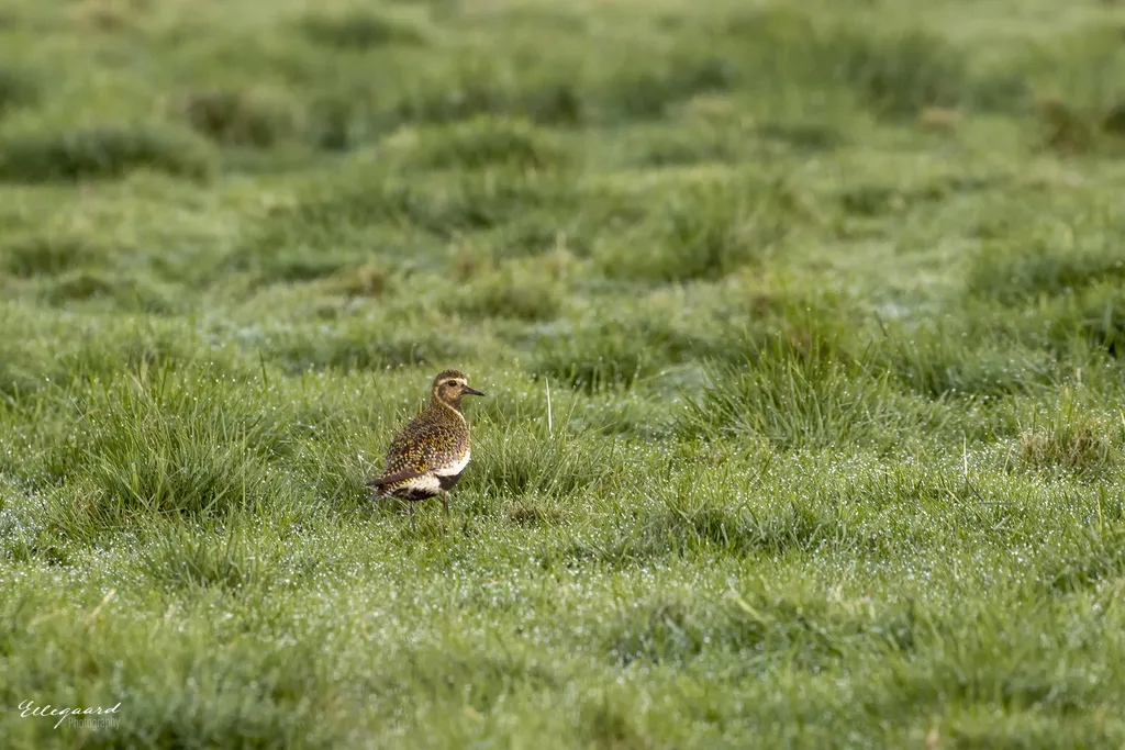 欧金鸻(Pluvialis apricaria)