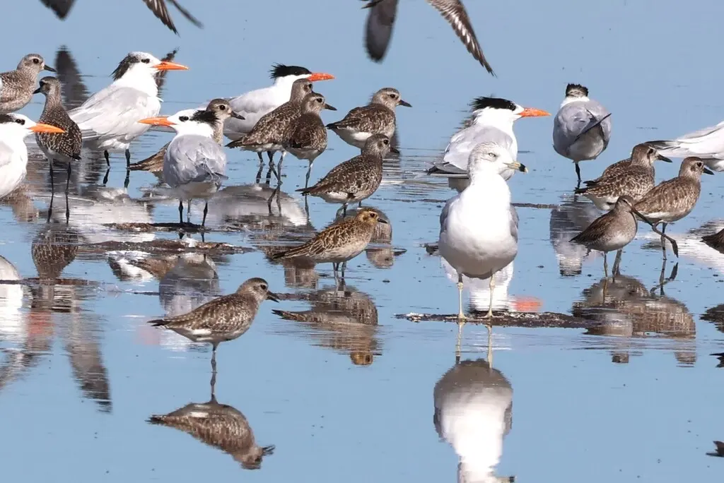 金斑鸻(Pluvialis fulva)