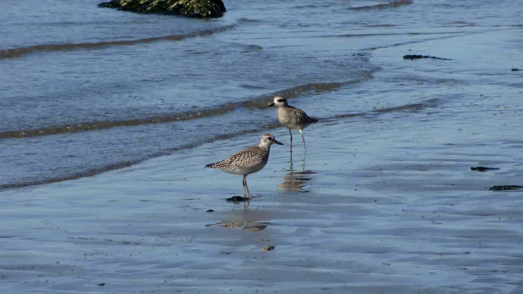 灰斑鸻（Pluvialis squatarola）