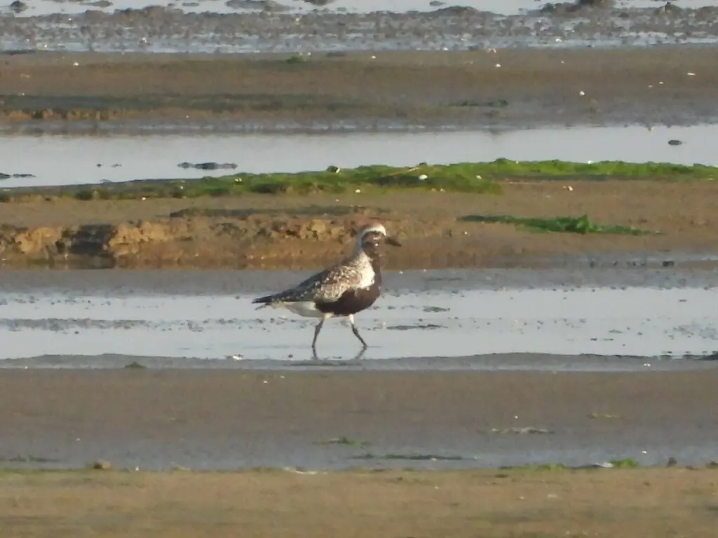 灰斑鸻（Pluvialis squatarola）