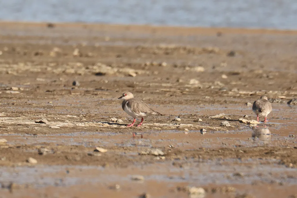 短腿鸻(Pluvianellus socialis)