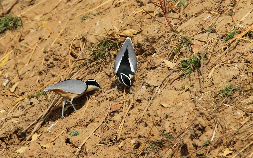 蓝腿燕鸻(Pluvianus aegyptius)