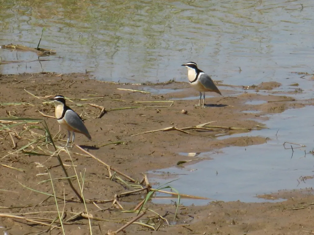 蓝腿燕鸻(Pluvianus aegyptius)